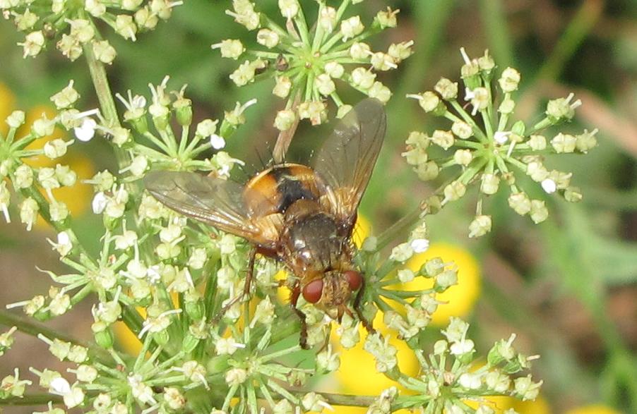 Tachinidae da ID